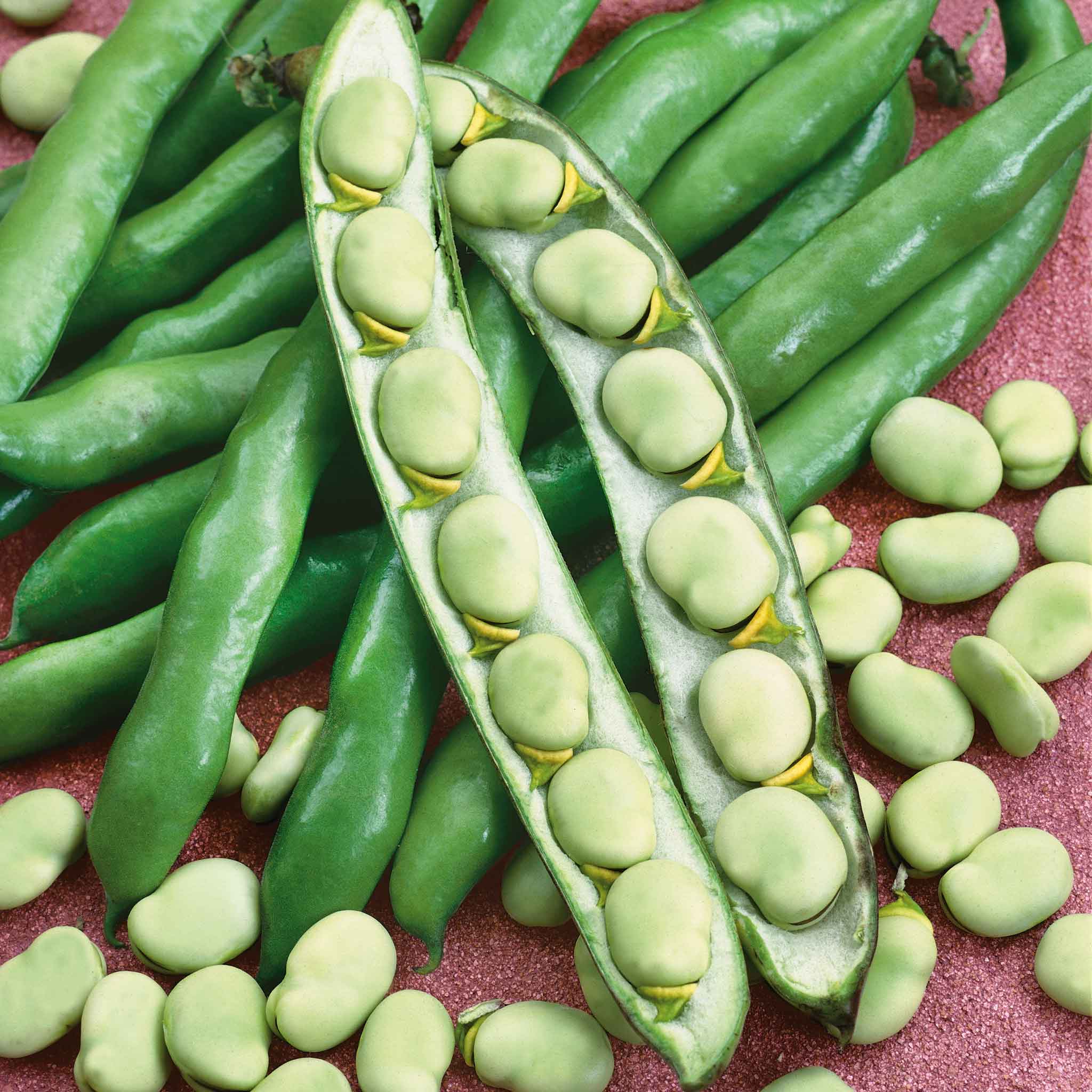 Bean Seeds (fava) - Broad Windsor