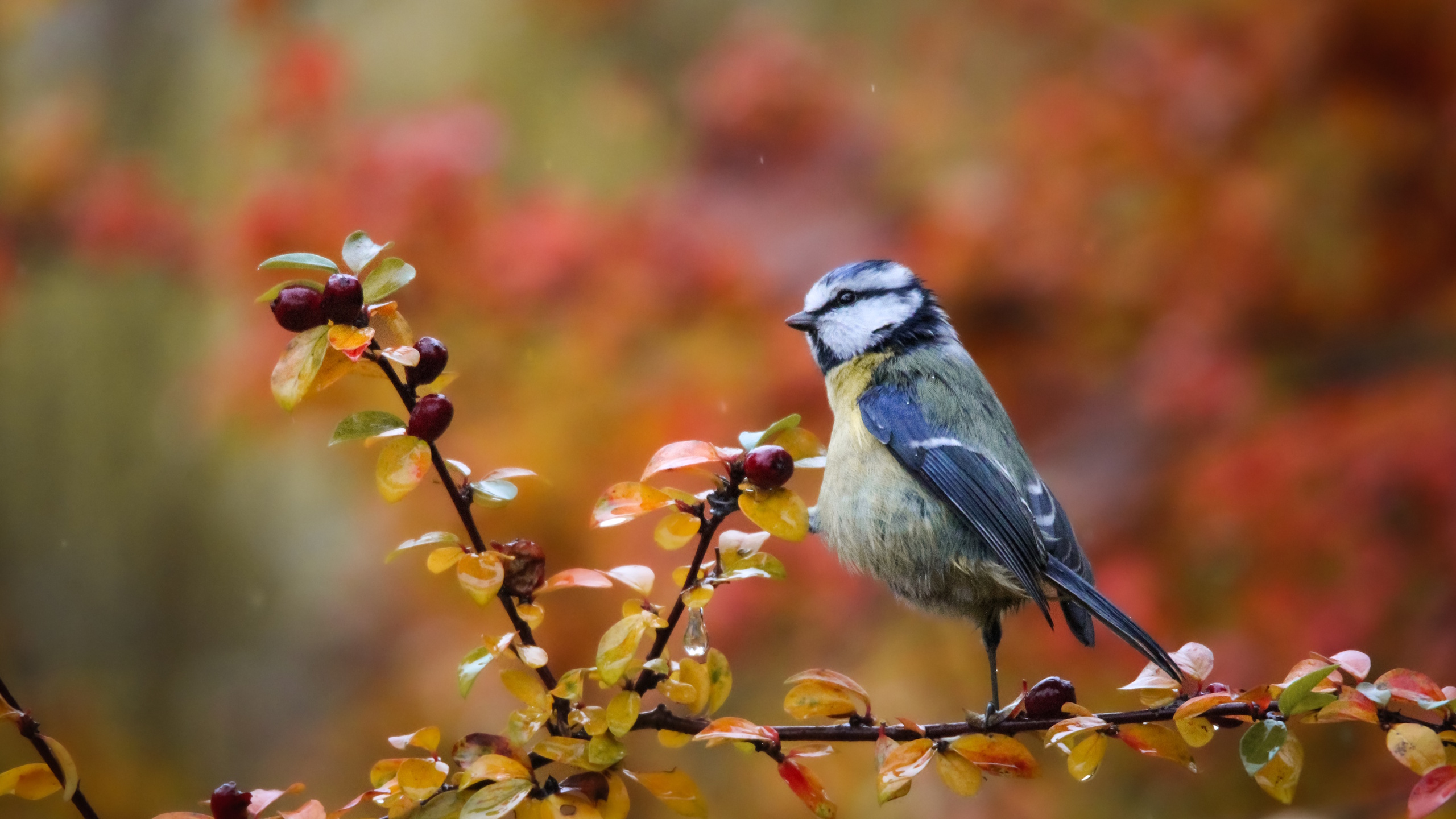 A small blue and yellow bird with a black cap is perched on a branch with autumn leaves