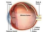 Types of Eye Disease | Live Science