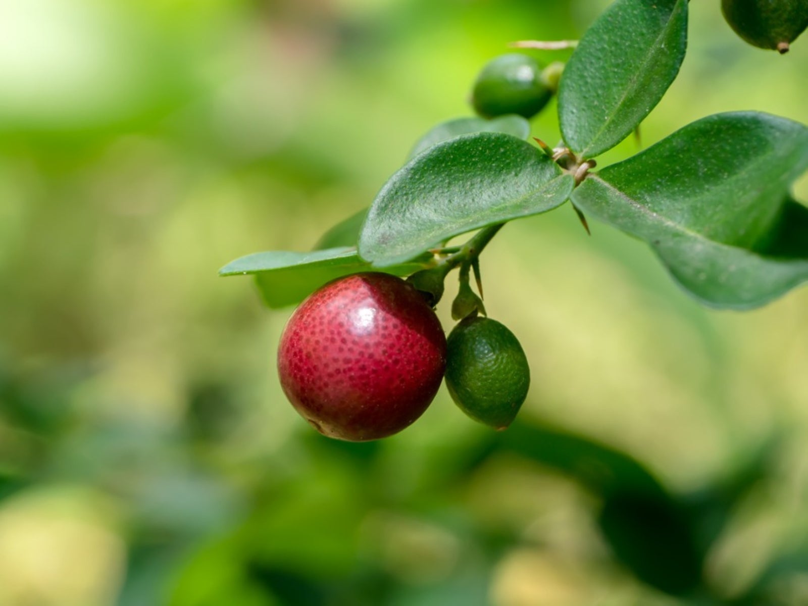 Limeberry Plant Information - Limeberry Propagation And Growing 