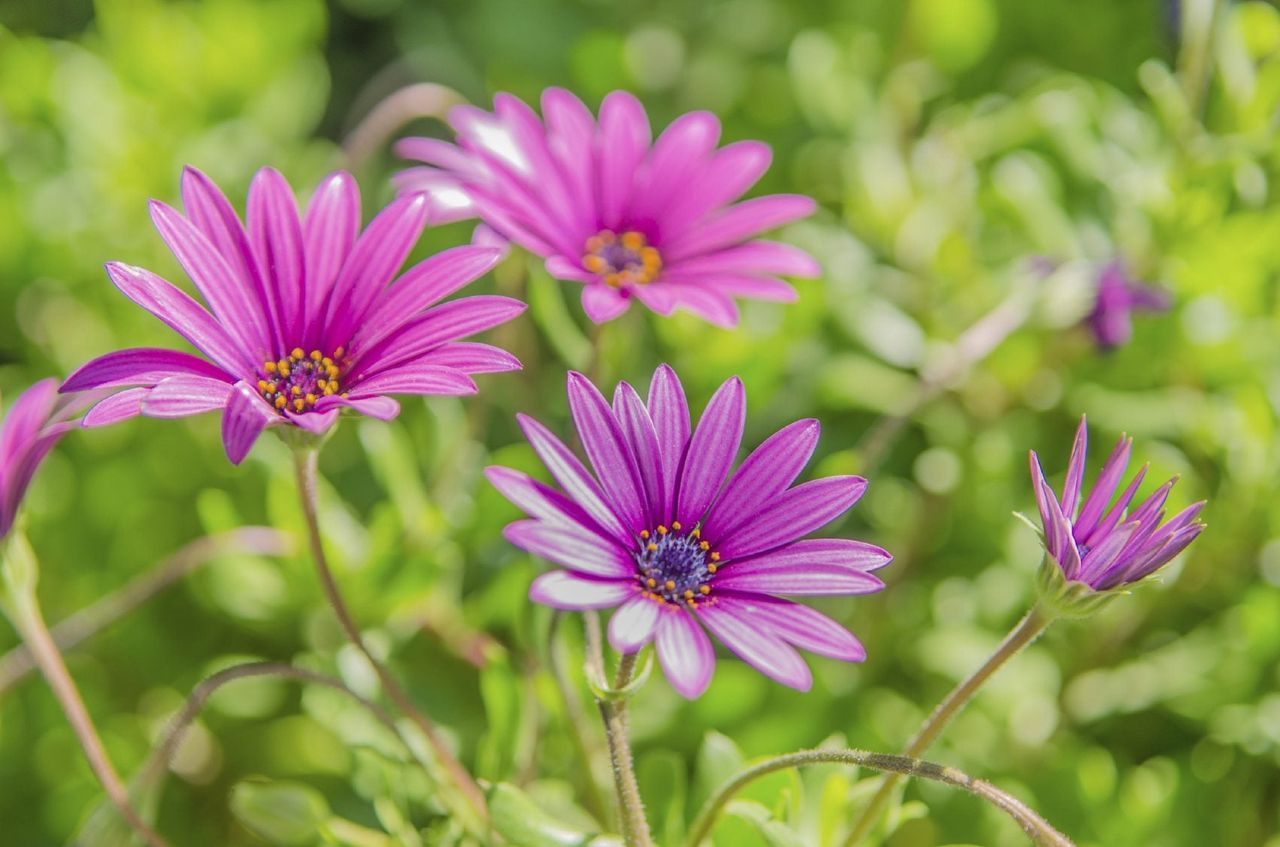 african daisy plant