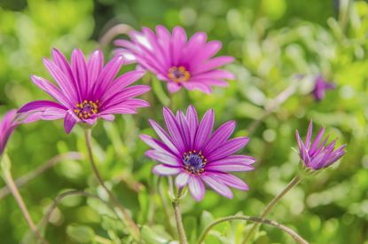 how to trim african daisy flower in depth pruning guide