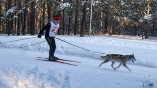 A man skijoring with a dog