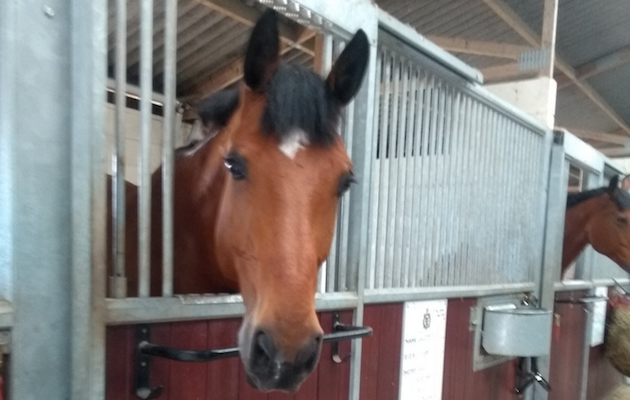 Quantock2.png