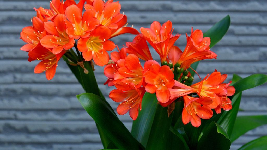 beautiful orange blooms of kaffir lily