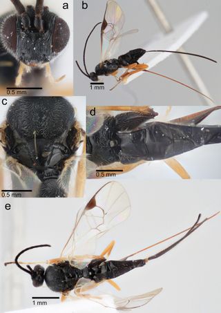 The xenomorph wasp was named after the alien from 'Alien' not just for its creepy looks, but also because its larva have a habit of bursting through other creatures' chests.