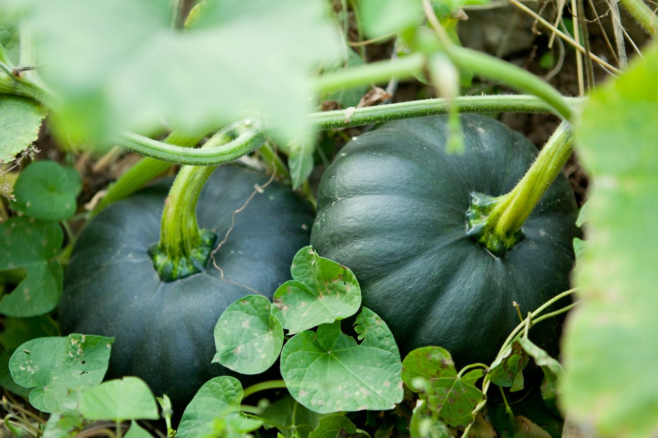 Two green pumpkins growing in a pumpkin patch