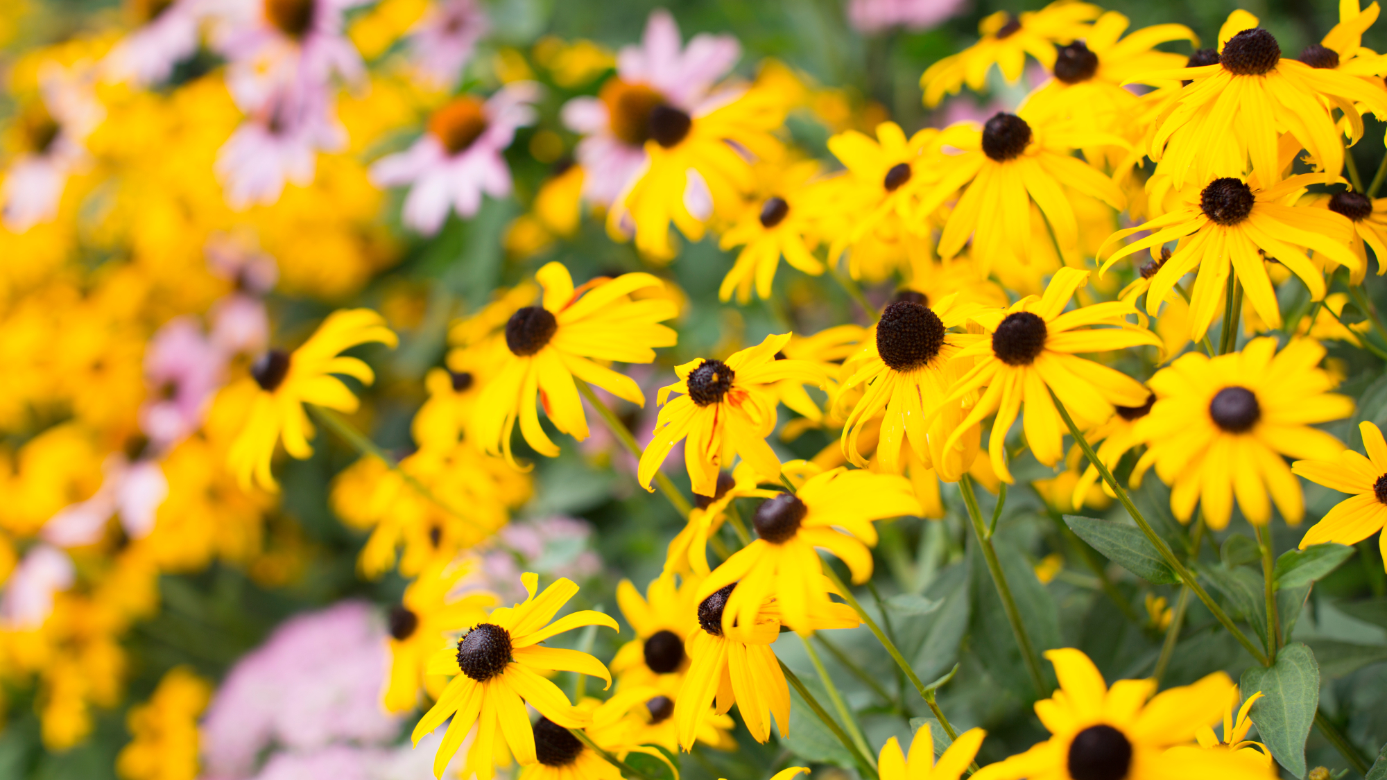 blackeyed susans and coneflowers in garden