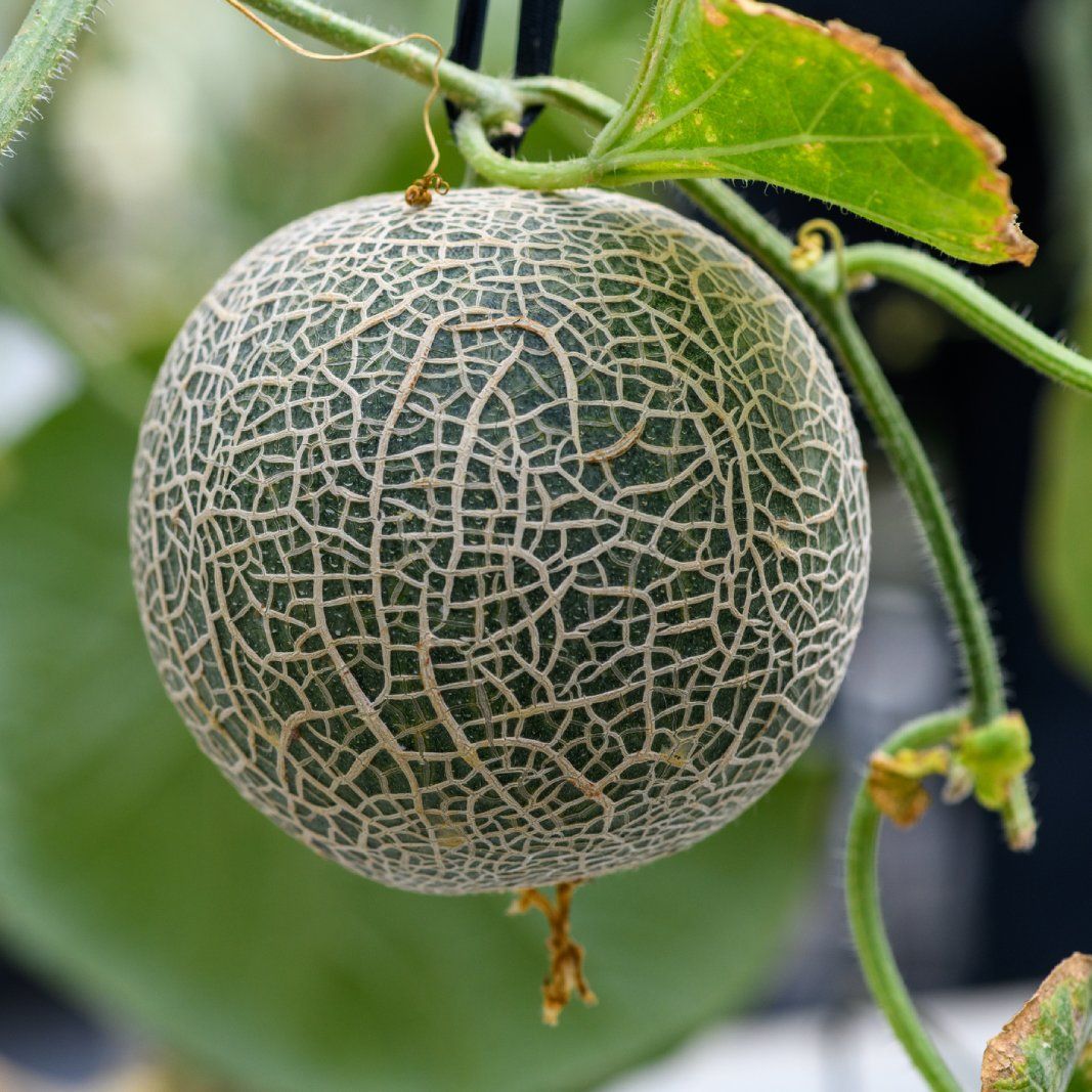 How & When To Pick Cantaloupe At Peak Ripeness | Gardening Know How