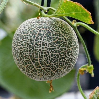 A cantaloupe hanging from a vine