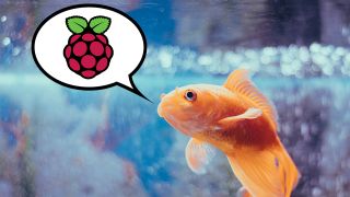 A goldfish with a speech bubble containing the Raspberry Pi logo