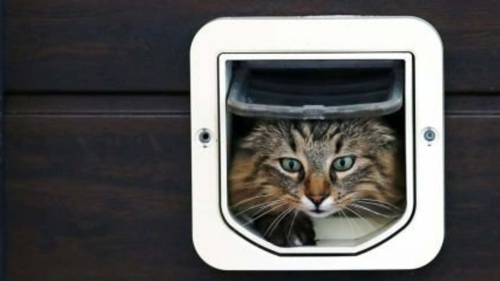 Looking for the best microchip cat flap 2024? We’ve tested them all