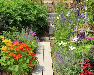 Herb, vegetables, and flower garden