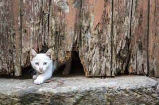 A white cat squeezes under fence