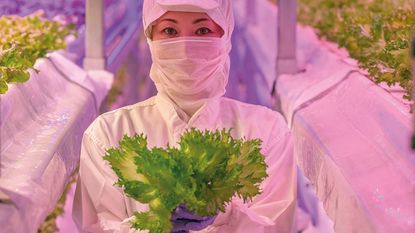 Hydroponics worker with lettuce plants 