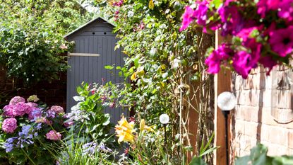 Small shed in garden next to hydrangeas and other plants