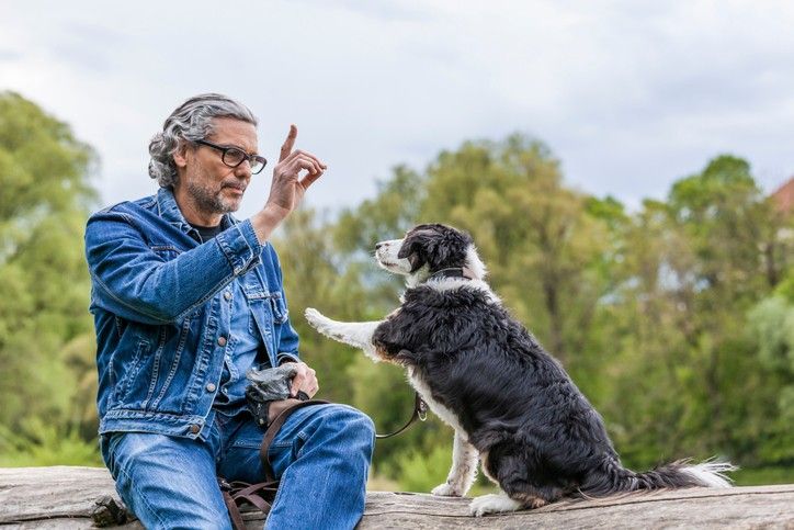 training a dog without treats