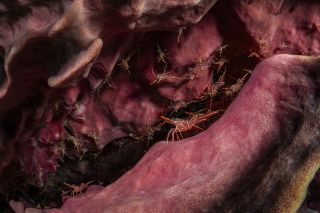 Runner up in the 'Ocean Worlds' category was Nataya Chonecadeedumrongkul with their image Barrel Sponge Symphony Orchestra. The image shows dancing prawns in a barrel sponge in Thailand