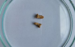 The tiny 0.4-inch-long (1 centimeter) neanderthal finger bones.