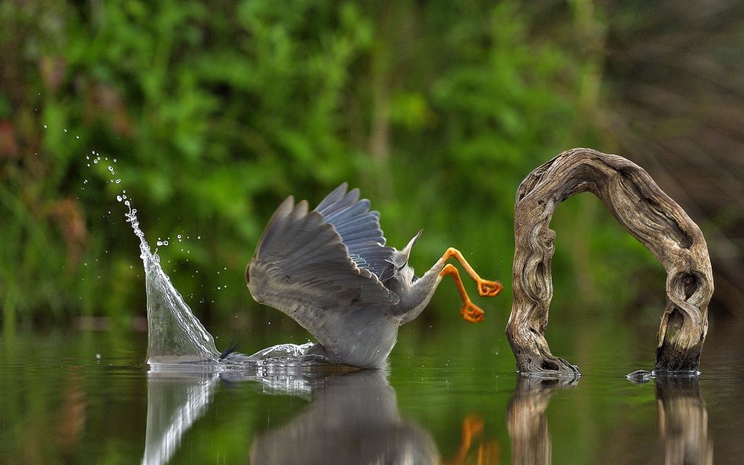 Comedy Wildlife Photography