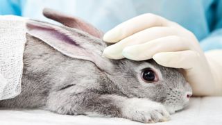 Rabbit at vet's office