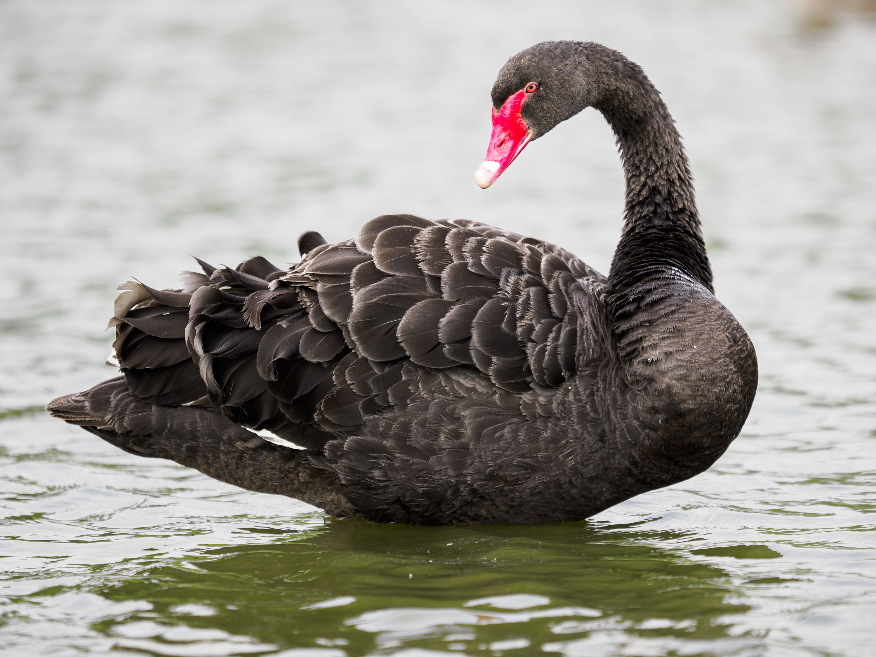OM System 50-200mm F2.8 sample gallery: black swan in a pond