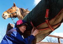 horse-rug-10.jpg