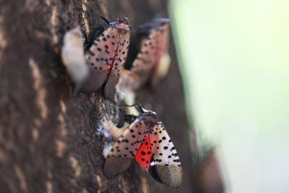 Spotted lanternflies on a tree