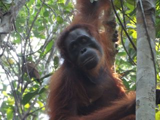 orangutan Kondor