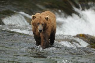 Image of a grizzly bear in river by Moose Peterson