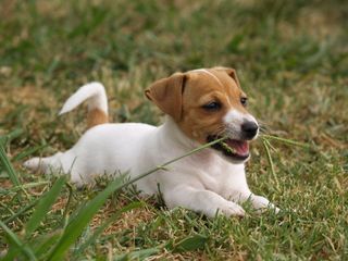 dog eating grass