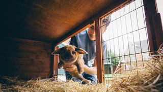 Best rabbit hutches
