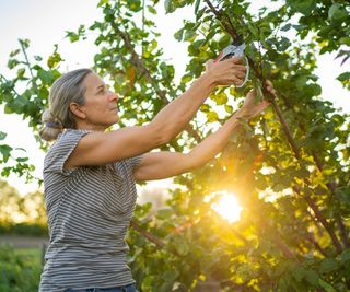 Woman pruning an apricot tree with pruning shears