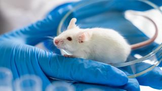 A white mouse is shown crawling out of a petri dish and onto a researchers'' hand. The mouse, who is in a side view, has one eye looking at the camera. The researcher is wearing blue lab gloves