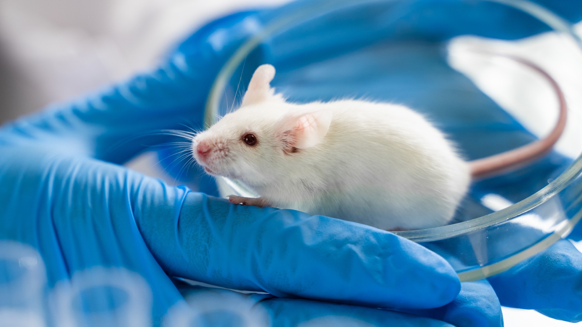  Scientists breed most human-like mice yet 