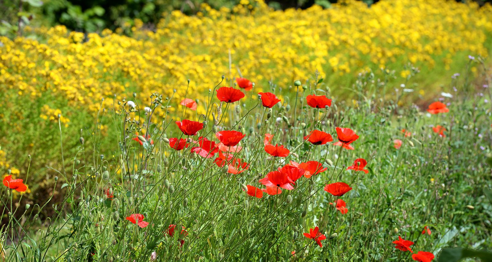 How to identify wildflowers recognise British flora from their petals
