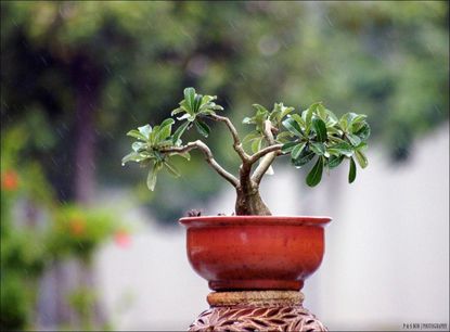 Small Bonsai Tree In A Red Pot