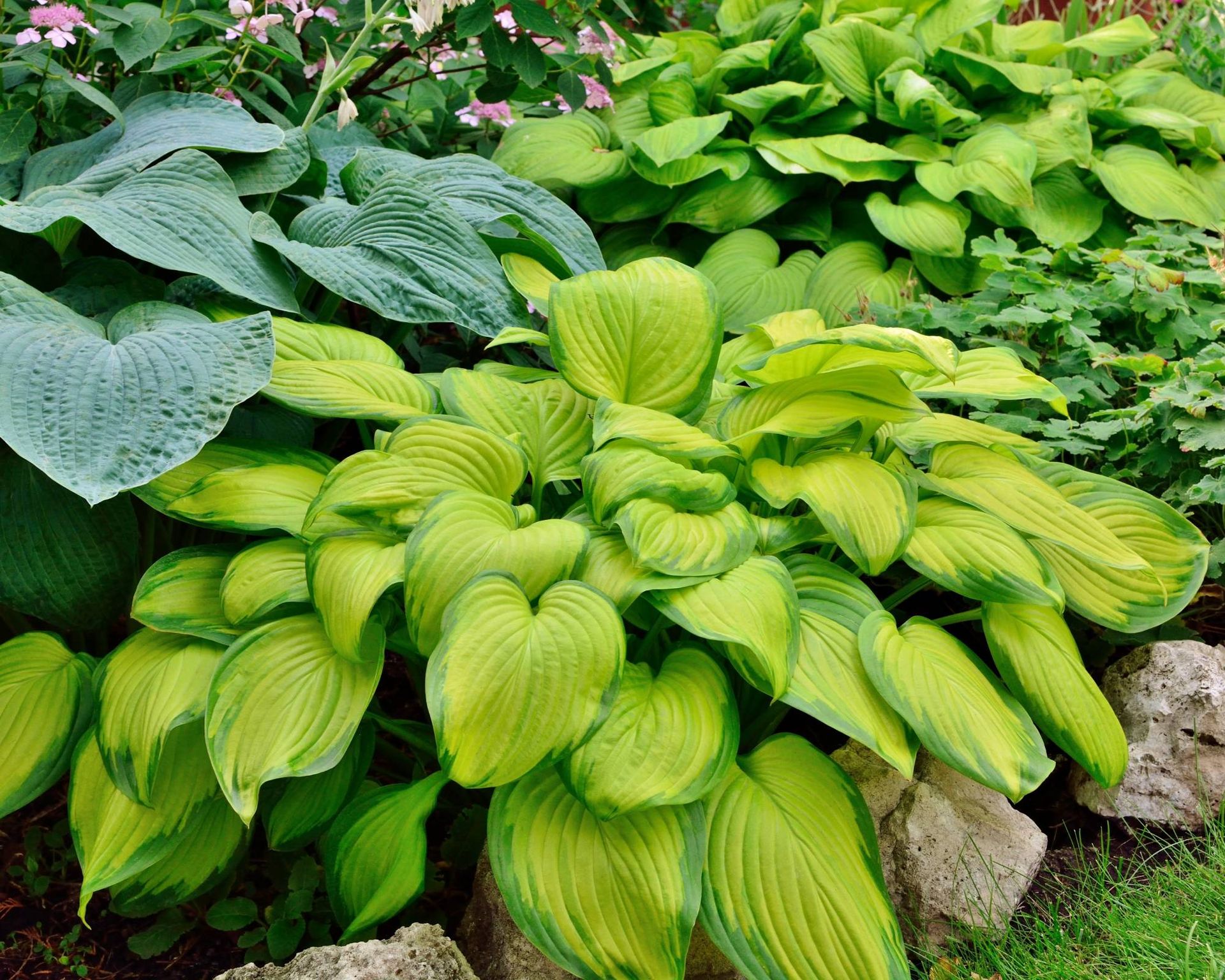 'Stained Glass' hosta
