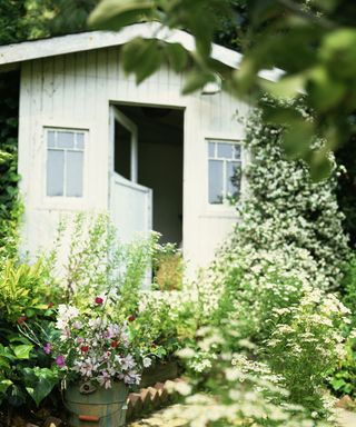 garden shed with star jasmine and other plants
