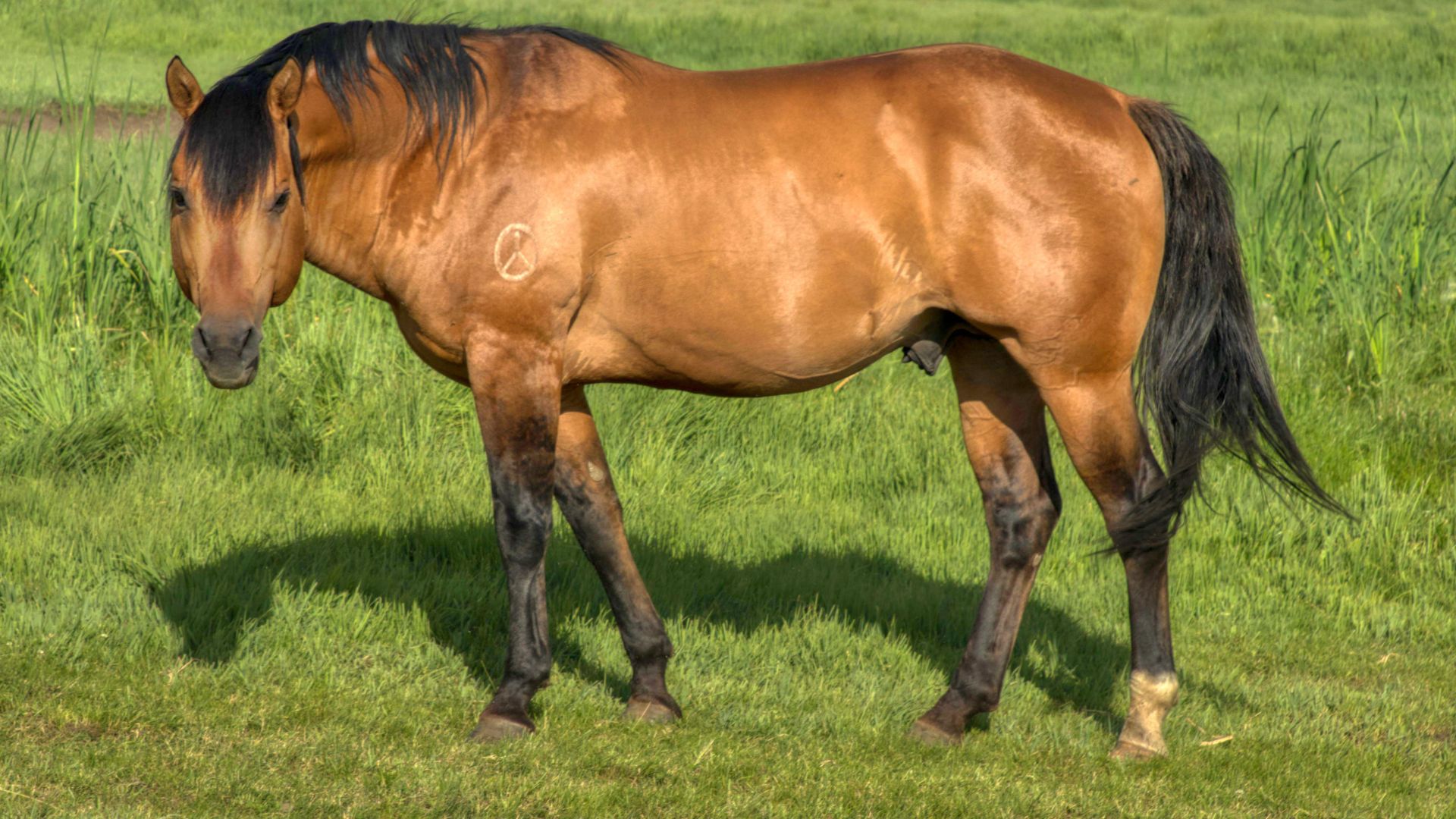 red dun