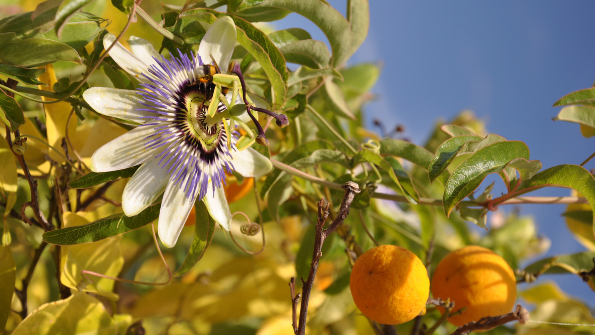 Why I Let My Passionflower Take Over My Fence (and It's Not Just Because It Looks So Good)