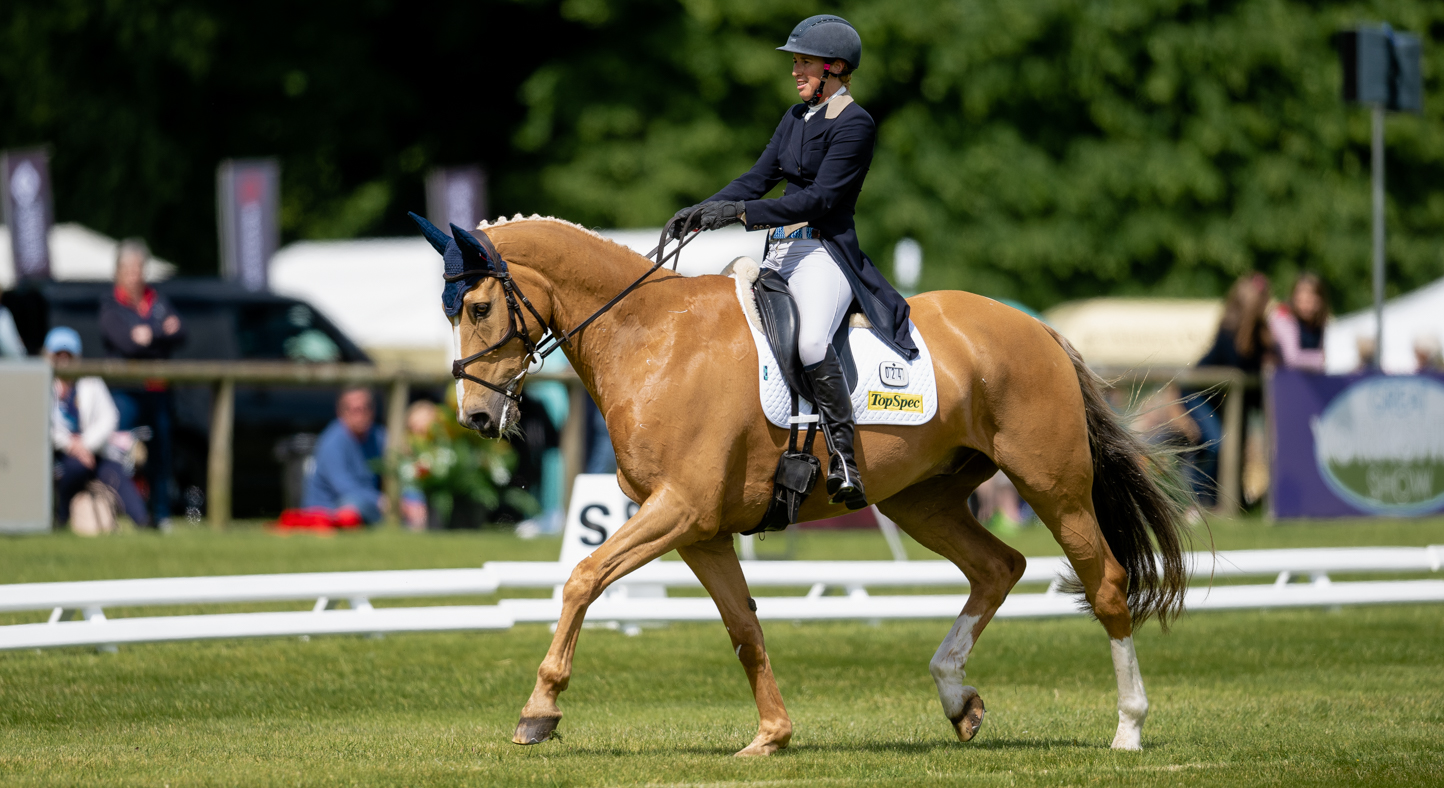 Palomino event horse Future Plans