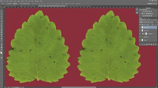 How to extract leaf textures with Photoshop