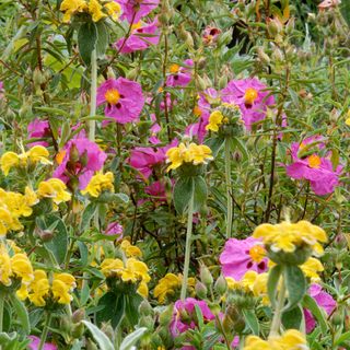 cistus creticus with purple-rose papery flowers with yellow stamens.