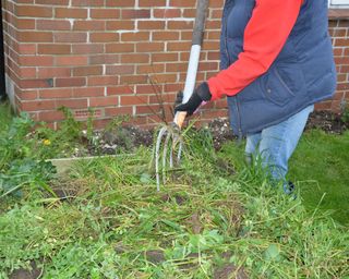 Digging in green manure before spring planting