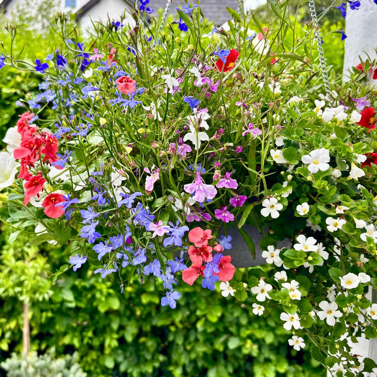 lobelia petunias and topia in a hanging basket