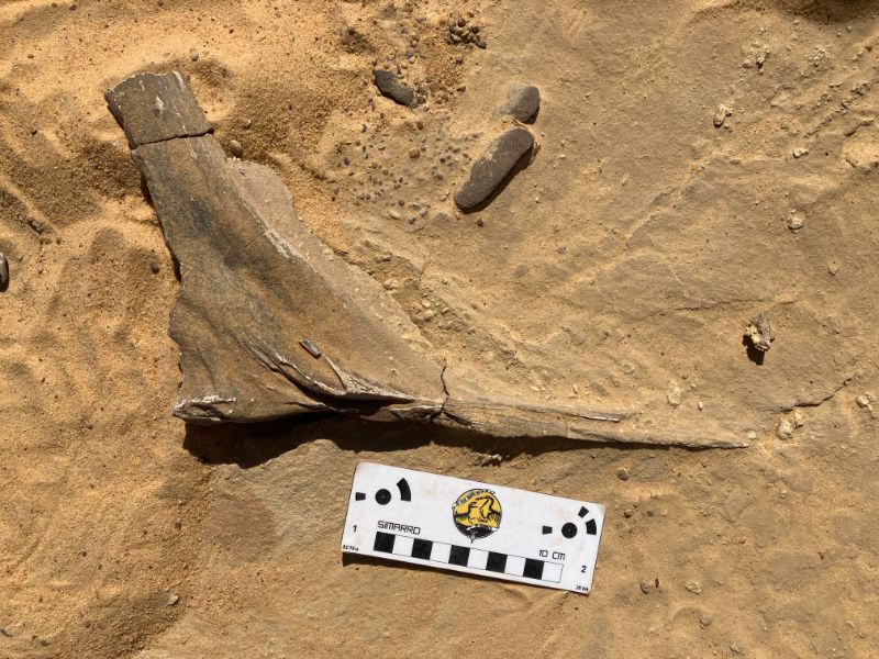 An L-shaped piece of dark bone is seen next to a small white card in the tan sand