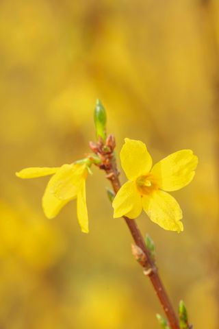 bright yellow flower