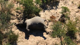 Some of the elephants were seen walking in circles before collapsing face-first into the earth in Botswana.