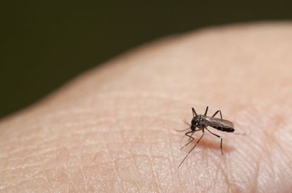 Zika virus is a growing concern in Florida.